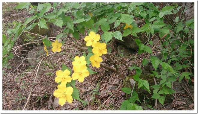 DSC_0538 DSC_0538